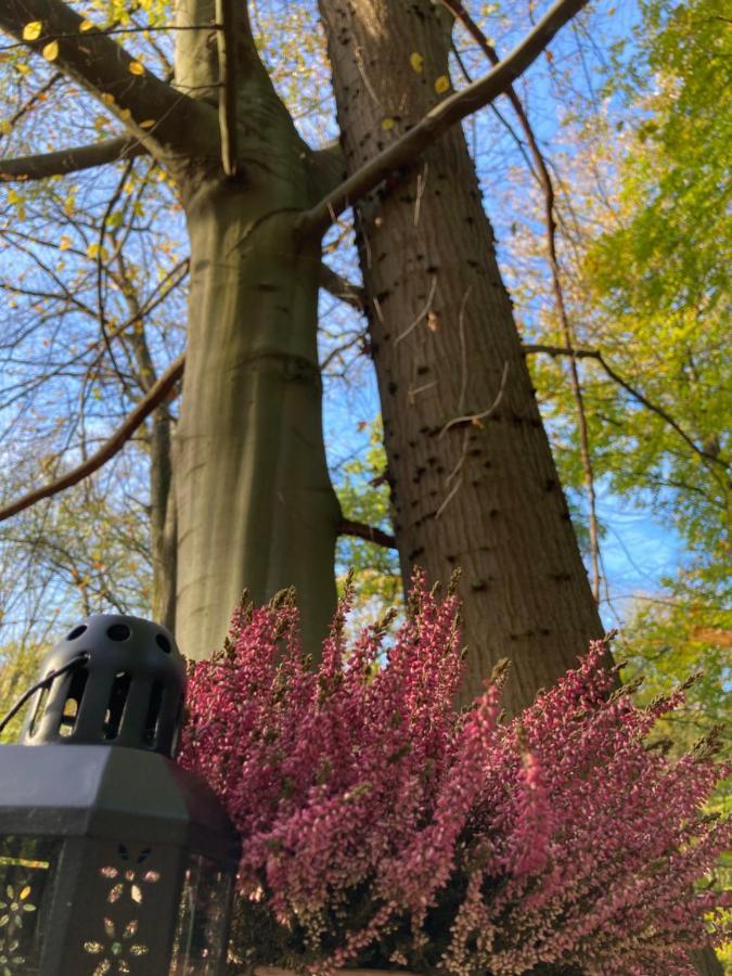Le Dome De Namur - Une Nuit Insolite Dans Les Bois Eksteriør bilde